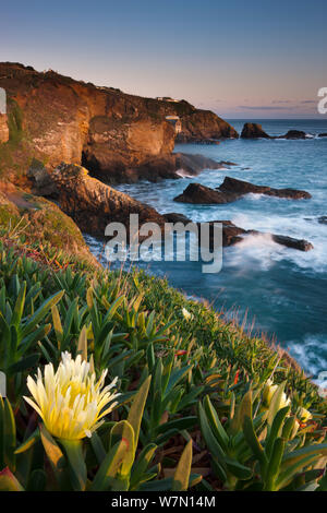 Hottentot fig (Carpobrotus edulis) sulla scogliera di Lizard Point, il più meridionale punto nel territorio continentale del Regno Unito, Cornwall, Inghilterra, Regno Unito. Novembre 2011. Foto Stock