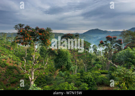 Fiamma di alberi della foresta fioritura su una piantagione di tè vicino a Hatton, Highlands Centrali, Sri Lanka. Dicembre 2011. Foto Stock