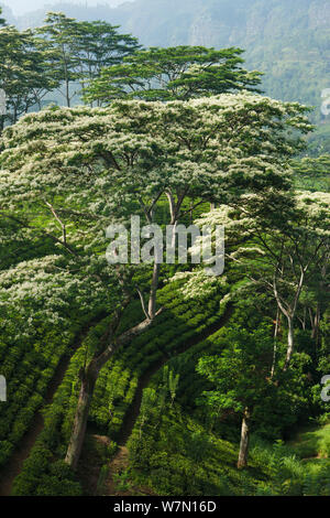 Tè crescente vicino Laabookellie, vicino a Nuwara Eliya, Sri Lanka. Dicembre 2011. Foto Stock