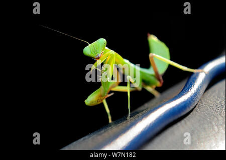 Verde o giardino mantide religiosa (Orthodera ministralis) Bamarru pianure, Nord Ovest Territori, Australia Foto Stock