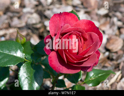 Rose di Cioccolato Caldo Foto Stock