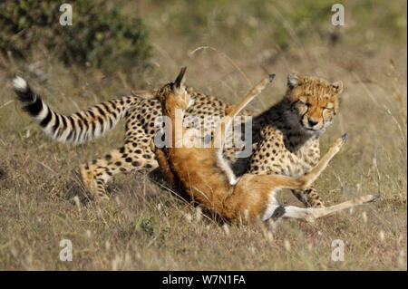 Ghepardo (Acinonyx jubatus) cattura Thomson gazzella fawn (Eudorcas thomsoni) Masai Mara riserva nazionale, Kenya Foto Stock