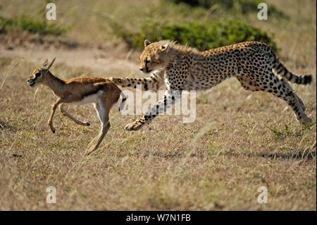 Giovani ghepardo (Acinonyx jubatus) a caccia di Thomson gazzella fawn (Eudorcas thomsoni) Masai Mara riserva nazionale, Kenya Foto Stock