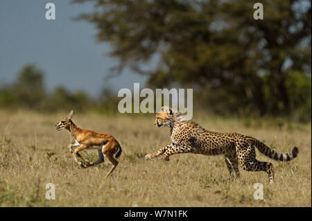 Ghepardo (Acinonyx jubatus) a caccia di Thomson gazzella fawn (Eudorcas thomsoni) Masai Mara riserva nazionale, Kenya Foto Stock