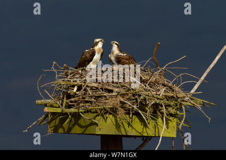 Falco pescatore (Pandion haliaetus) maschio e femmina sul nido (Nora e Monty) Dyfi Estuary, Wales, Regno Unito prese con un piano di lavoro 1 licenza dal senso antiorario (Consiglio di campagna per il Galles) aprile Foto Stock