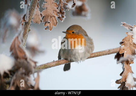 Robin (Erithacus rubecula) sul ramo freddo gelido. Brasschaat, Belgio, febbraio. Foto Stock