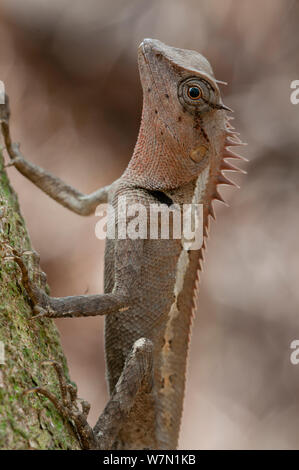 Jerdon foresta Lizard (Calotes jerdoni). Trishna Wildlife Sanctuary, Tripura, India. Foto Stock