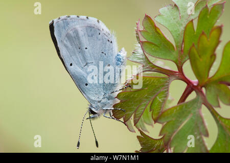 Holly Blue Butterfly (Celastrina argiolus). Belgio, Aprile. Foto Stock