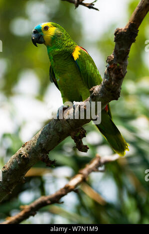 Blu boliviana a vetrina Amazon (Amazon aestiva xanthopteryx). Captive. Bolivia. Foto Stock