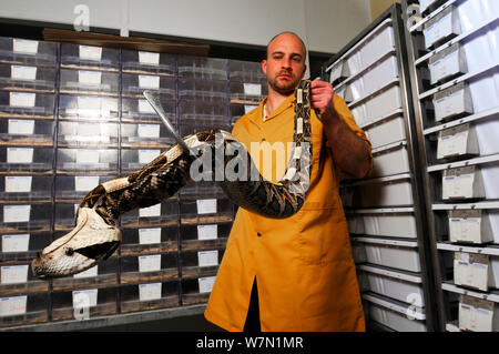 Gaboon Viper (Bitis gabonica rhinoceros) gestite dal lavoratore a venom laboratorio di raccolta. Il Ghana, Africa. Foto Stock