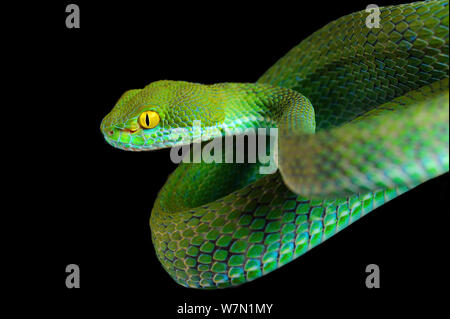 Kramer / Grandi Eyed Rattlesnakes (Cryptelytrops / Trimeresurus macrops). Captive. Endemica al Sud Est Asiatico. Foto Stock