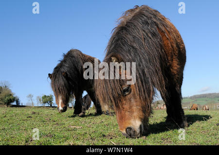 Basso angolo vista di due americani cavalli in miniatura (Equus caballus) erba di pascolo, Wiltshire, Regno Unito, Marzo. Foto Stock