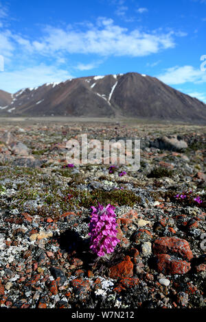 Lanosi lousewort (Pedicularis lanata) fioritura sulla tundra, Ellesmere Isola, Nunavut, Canada, giugno 2012. Foto Stock