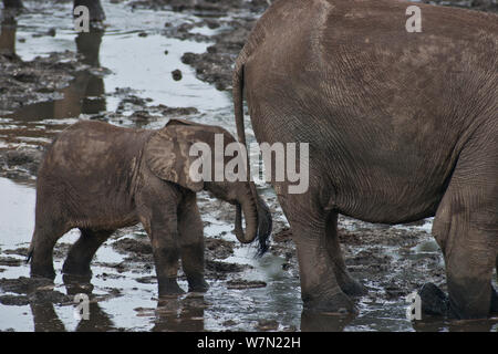 Foresta Africana Elefante africano (Loxodonta africana cyclotis) vitello in fango dietro di adulto. Dzanga Bai, Dzanga-Ndoki National Park, Repubblica Centrafricana. Foto Stock