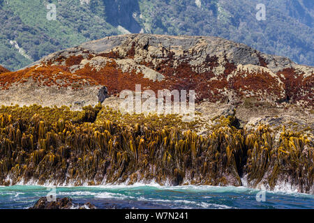 Bull kelp Durvillaea (sp) su un esposto ad alta energia costa rocciosa vicino all'ingresso al mare. Doubtful Sound, Fiordland, South Island, in Nuova Zelanda. Foto Stock