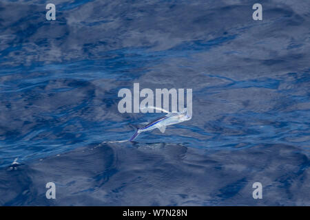 Pesci volanti (probabilmente Cypselurus lineatus) in volo, con coda appena la rottura della superficie come si atterra. Off Whitianga, Penisola di Coromandel, Nuova Zelanda. Foto Stock