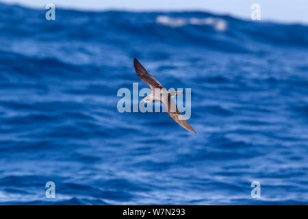 Cook (petrel Pterodroma cookii) in volo contro il mare, off i tre Re Magi, estremo Nord, Nuova Zelanda. Foto Stock