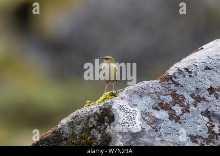 Isola del Sud / Rock wren (Xenicus gilviventris) maschio arroccata su una roccia coperto di licheni. Superiore di Hollyford Valley, Southland, Nuova Zelanda. Foto Stock