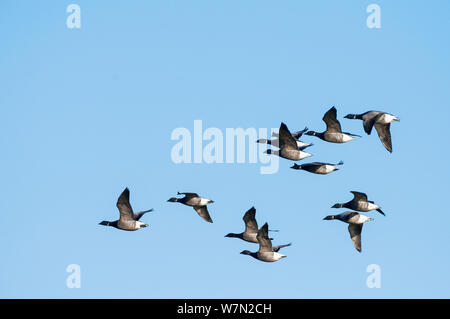 Dark panciuto brent oche (Branta bernicla) gruppo in volo, Texel, Paesi Bassi Foto Stock