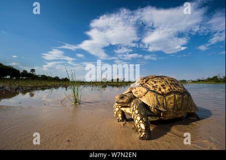 Leopard (tartaruga Geochelone pardalis), Okavango Delta, Botswana, Novembre Foto Stock