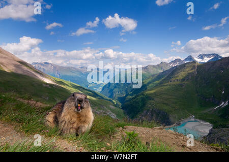 Alpine marmotta (Marmota marmota), il Parco Nazionale degli Alti Tauri, Austria, Luglio Foto Stock