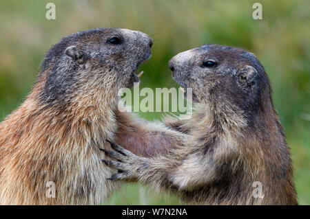 Marmotte (Marmota marmota) combattere il Parco Nazionale degli Alti Tauri, Austria, Luglio Foto Stock