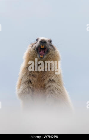 Alpine marmotta (Marmota marmota) sbadigli, Parco Nazionale degli Hohe Tauern, Austria, Luglio Foto Stock