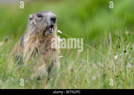 Alpine marmotta (Marmota marmota) chiamando il Parco Nazionale degli Alti Tauri, Austria, Luglio Foto Stock