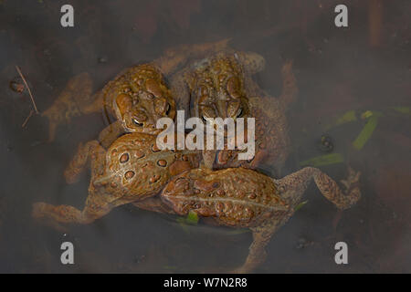 American toad (Bufo americanus) parecchi maschi di tentare di accoppiarsi con una femmina, New York, Stati Uniti d'America Foto Stock