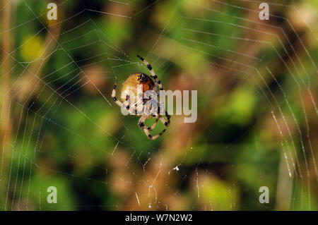 Giardino spider (Araneus diadematus) Riparazione di web, Essex, Inghilterra, Regno Unito, ottobre Foto Stock