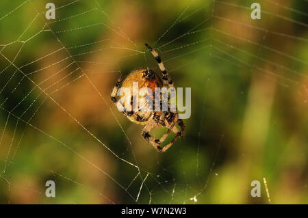 Giardino spider (Araneus diadematus) Riparazione di web, Essex, Inghilterra, Regno Unito, ottobre Foto Stock