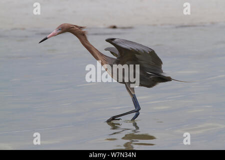 Reddish Garzetta (Egretta rufescens) rovistando nella laguna di acqua salata. Pinellas County, Florida, USA, aprile. Foto Stock