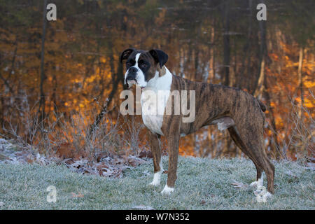 Maschio cane boxer ritratto, dal lago che rispecchia i colori autunnali. Foto Stock