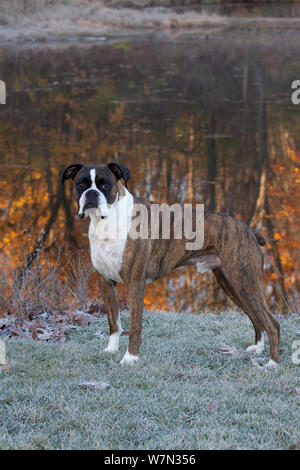 Boxer maschio verticale, dal lago che rispecchia i colori autunnali. Foto Stock