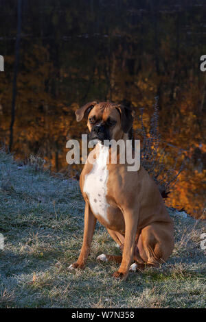 Maschio cane boxer ritratto, dal lago che rispecchia i colori autunnali. Foto Stock