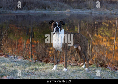 Maschio cane boxer ritratto, dal lago che rispecchia i colori autunnali. Foto Stock