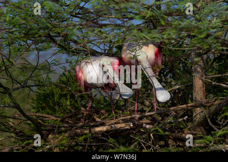 Coppia di nidificazione di Roseate spatole (Platalea ajaja) nel saluto rituale, segnato da bill toccando e vocalizzi, dal nuovo nest (in costruzione) in cipresso calvo tree. San Giovanni County, Florida, Stati Uniti d'America, Marzo. Foto Stock