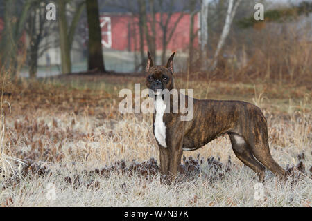 Cane Boxer con orecchie, ritratto tra frosty erba. Foto Stock