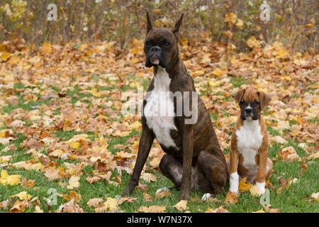 Boxer cane adulto e cucciolo seduto su foglie di autunno, STATI UNITI D'AMERICA Foto Stock