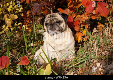 Pug dog sitter in foglie di autunno, STATI UNITI D'AMERICA Foto Stock