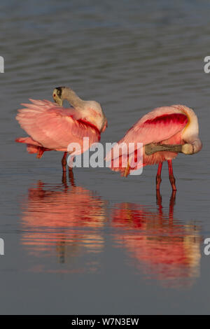 Roseate spatole (Platalea ajaja) adulti in allevamento piumaggio preening in poco profondo lago di acqua dolce. La Contea di Sarasota, Florida, Stati Uniti d'America, Marzo. Foto Stock