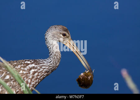 Limpkin (Aramus guarauna) con Apple lumaca, una preda preferita, Vero Beach, Florida, USA, aprile. Foto Stock