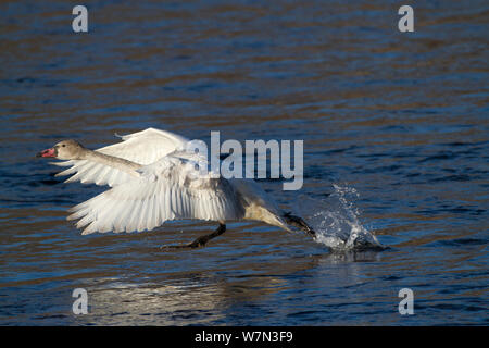 I capretti Trumpeter Swan (Cygnus buccinatore) tenendo fuori dall'acqua. Fiume Mississippi, Minnesota, USA, febbraio. Foto Stock