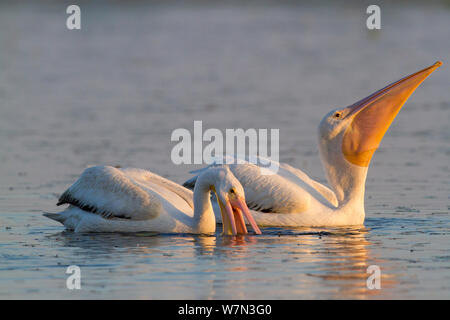 Svernamento Americano bianco pellicani (Pelecanus erythrorhyncos) in non-allevamento piumaggio, alimentando il lago poco profondo e utilizzando la loro golare sacche a net pesci. Sarasota, Florida, USA, aprile. Foto Stock