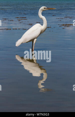 Grande Airone bianco (Ardea erodiade occidentalis) ritratto, riflesso nei bassifondi di acqua salata. Florida Keys, Florida, Stati Uniti d'America, Marzo. Foto Stock