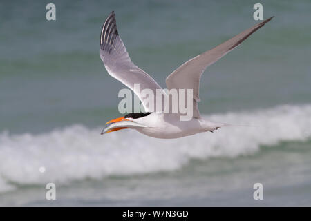 Royal Tern (Thalasseus maximus) in volo, con scalata alle sardine, cui viene offerta la possibilità di una femmina come parte del comportamento di corteggiamento. Golfo del Messico Beach, San Pietroburgo, Florida, USA, aprile. Foto Stock