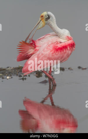 Adulto Roseate Spatola (Platalea ajaja) in allevamento piumaggio, preening in acque poco profonde. La Contea di Sarasota, Florida, USA, aprile. Foto Stock