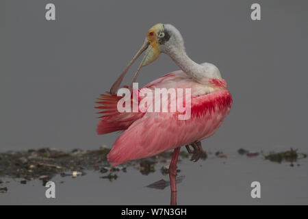 Adulto Roseate Spatola (Platalea ajaja) in allevamento piumaggio, preening in acque poco profonde. La Contea di Sarasota, Florida, USA, aprile. Foto Stock