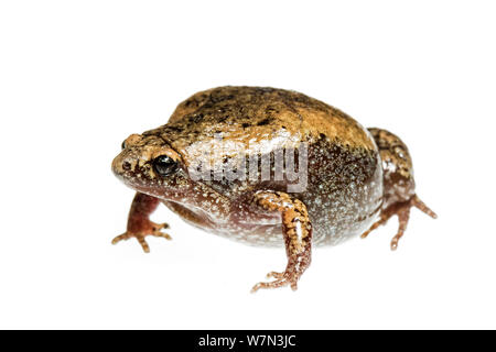 Stretto orientale a bocca di lupo toad (Gastrophryne carolinensis) Scozia County, North Carolina, USA, Giugno, meetyourneighborsproject.net Foto Stock