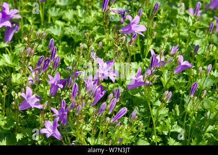 Campanula portenschlagiana sago Foto Stock